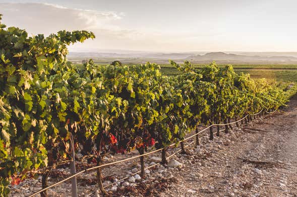 Excursión a las bodegas Portia y Marqués de Cáceres