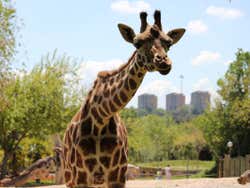 Jirafa en el Zoo de Madrid