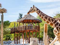 Visitando las jirafas