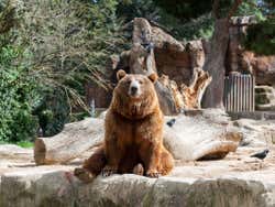 Oso panda gigante