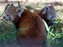 Panda rojo