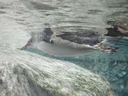 Pingüino en el Zoo de Madrid