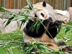 Zoo Aquarium de Madrid, Oso Panda