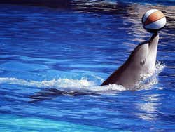 Delfinario del Zoo Aquarium