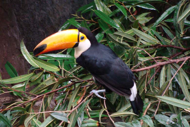Un tucán en la Jungla de Faunia