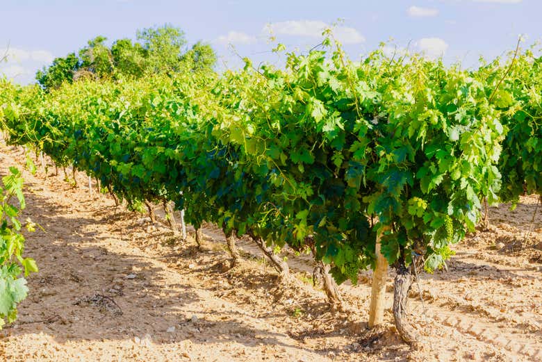 Viñedos de Ribera del Duero